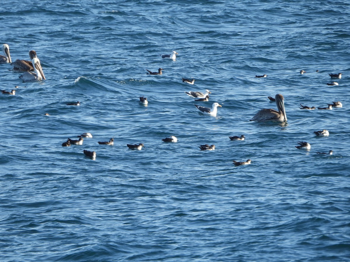 Black-vented Shearwater - ML623916729