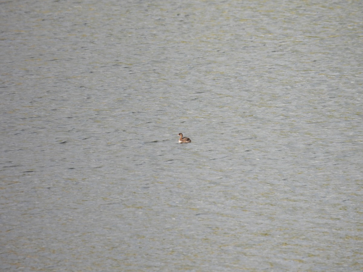 Little Grebe - ML623916740