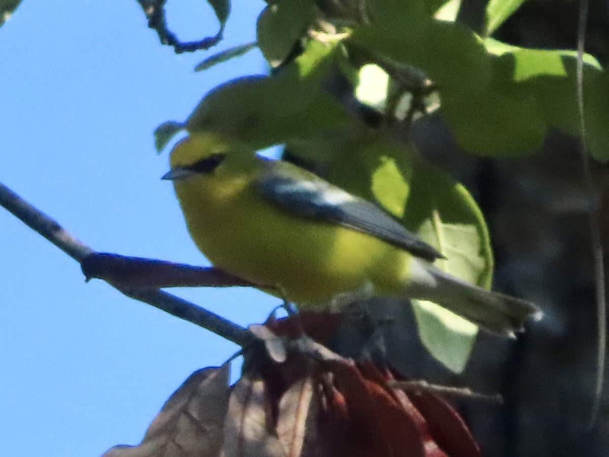 Blue-winged Warbler - ML623916743