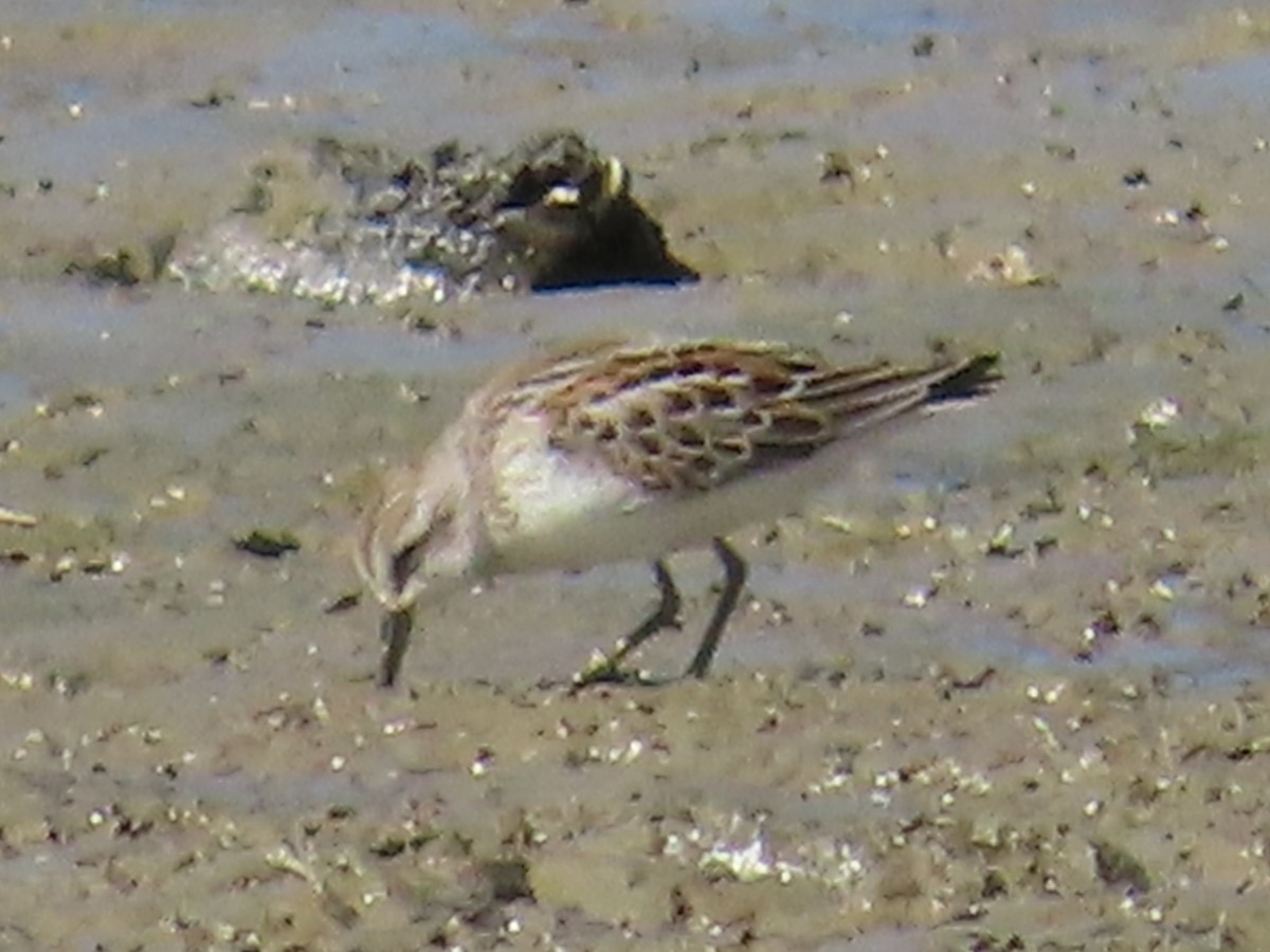 Western Sandpiper - Rod Beaber