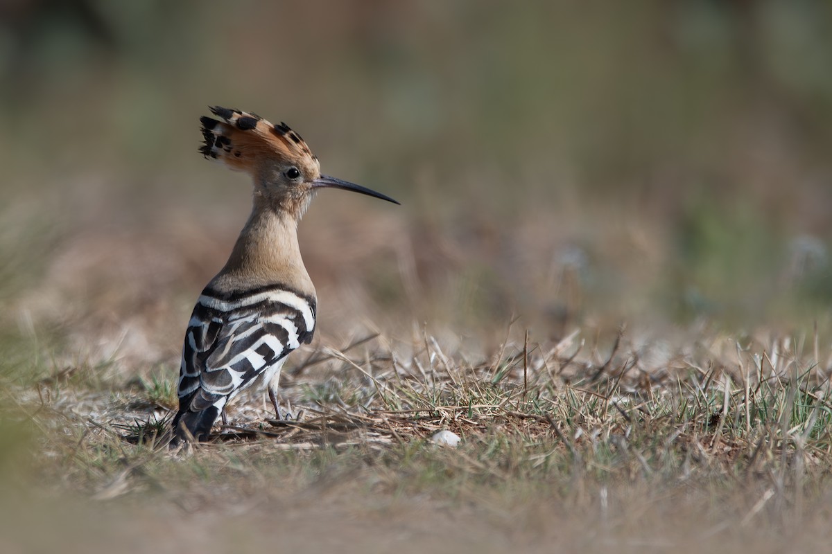 Eurasian Hoopoe - ML623916754