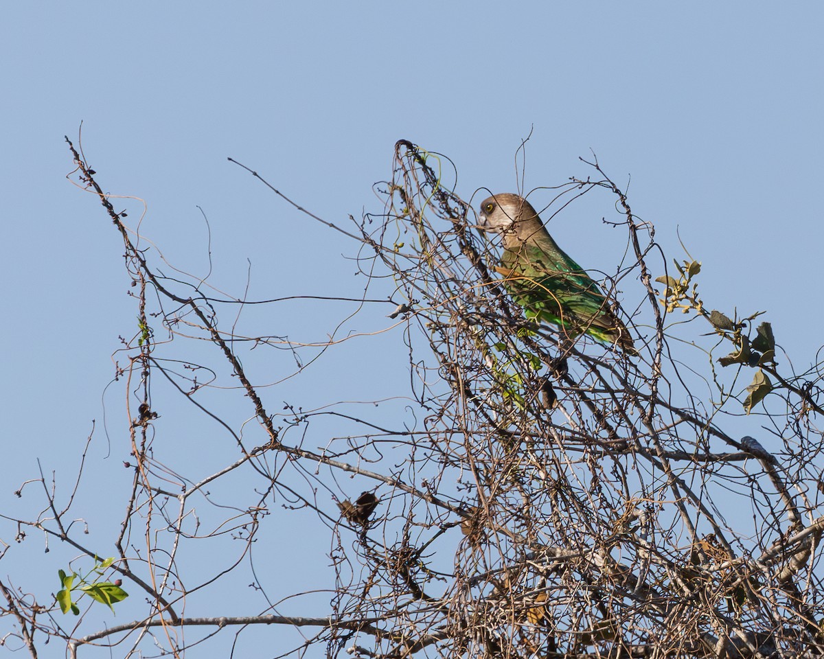 Brown-headed Parrot - ML623916768