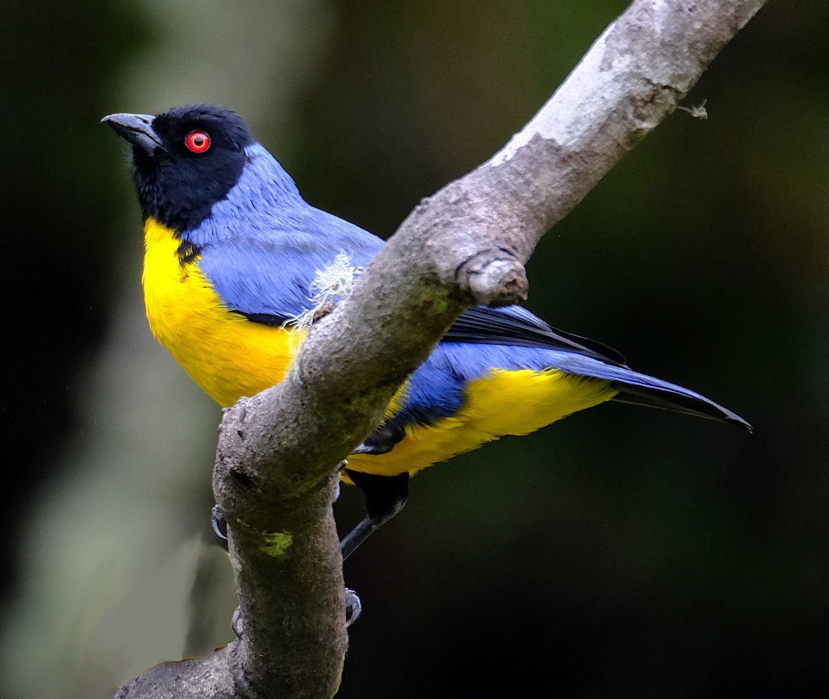 Hooded Mountain Tanager - ML623916771