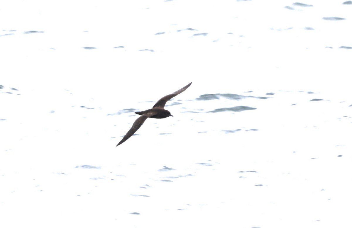 Sooty Shearwater - ML623916793