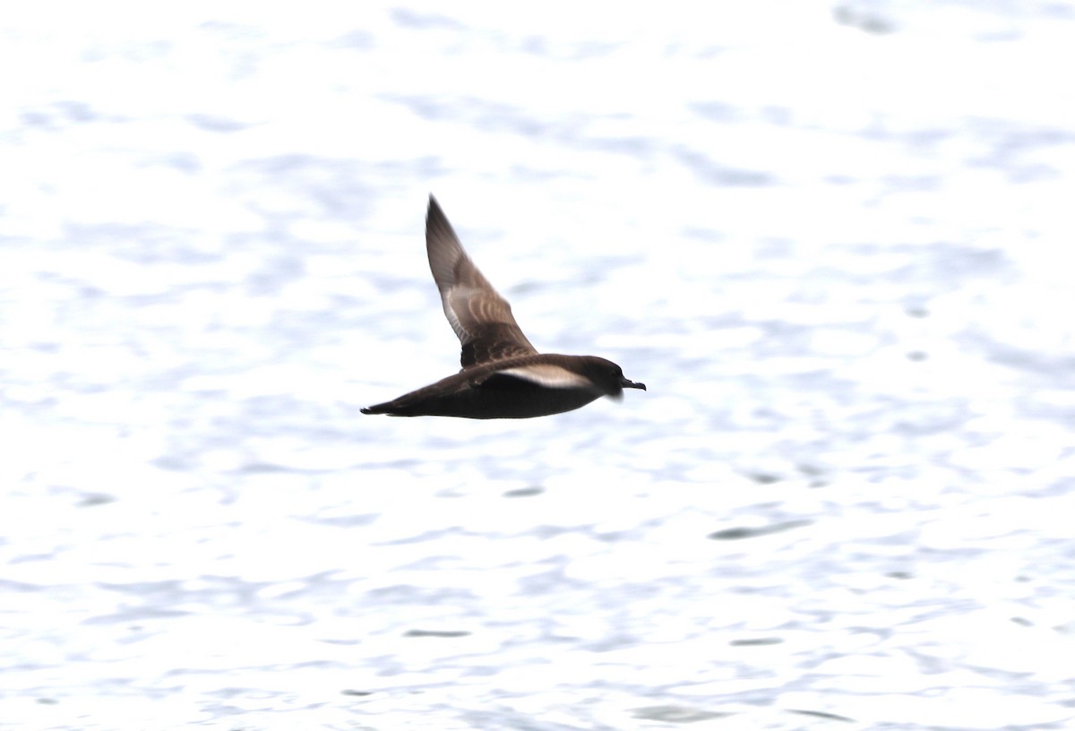 Sooty Shearwater - ML623916797