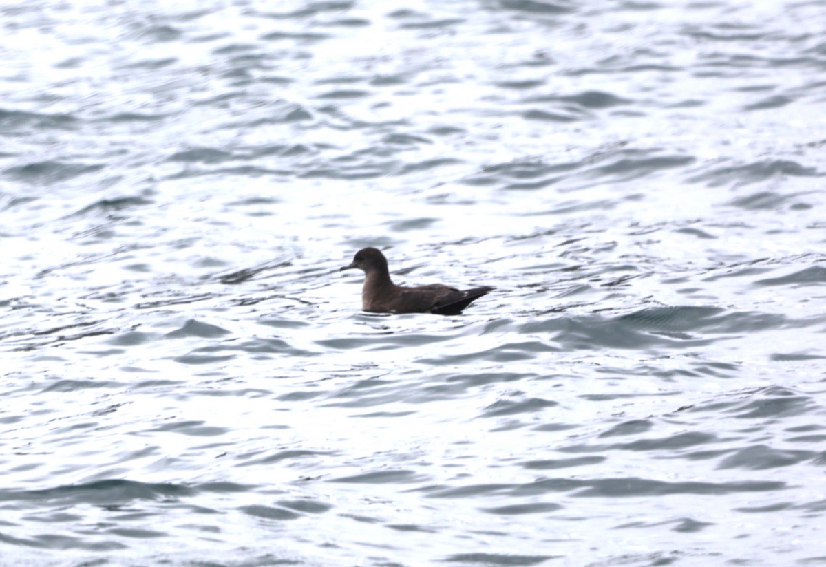 Sooty Shearwater - ML623916798