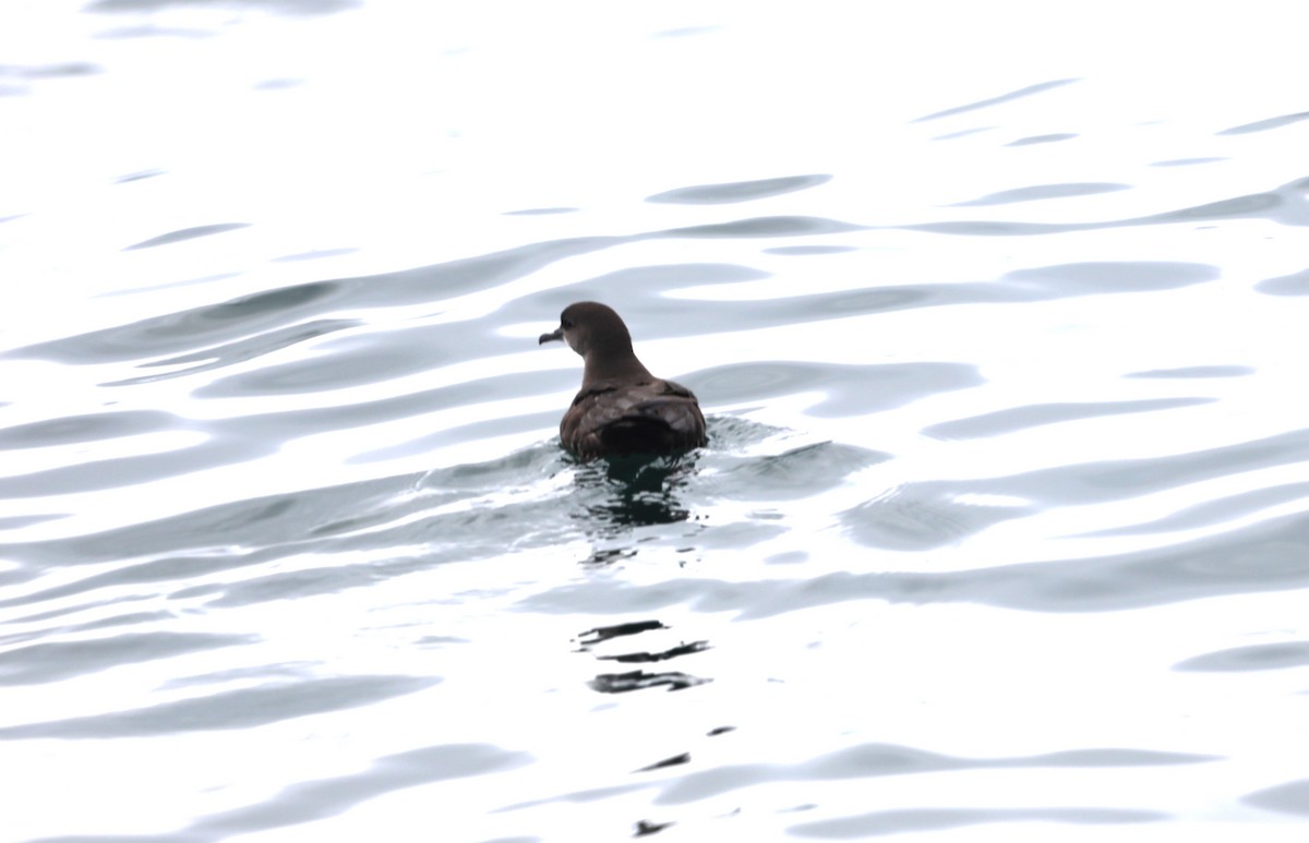 Sooty Shearwater - ML623916799