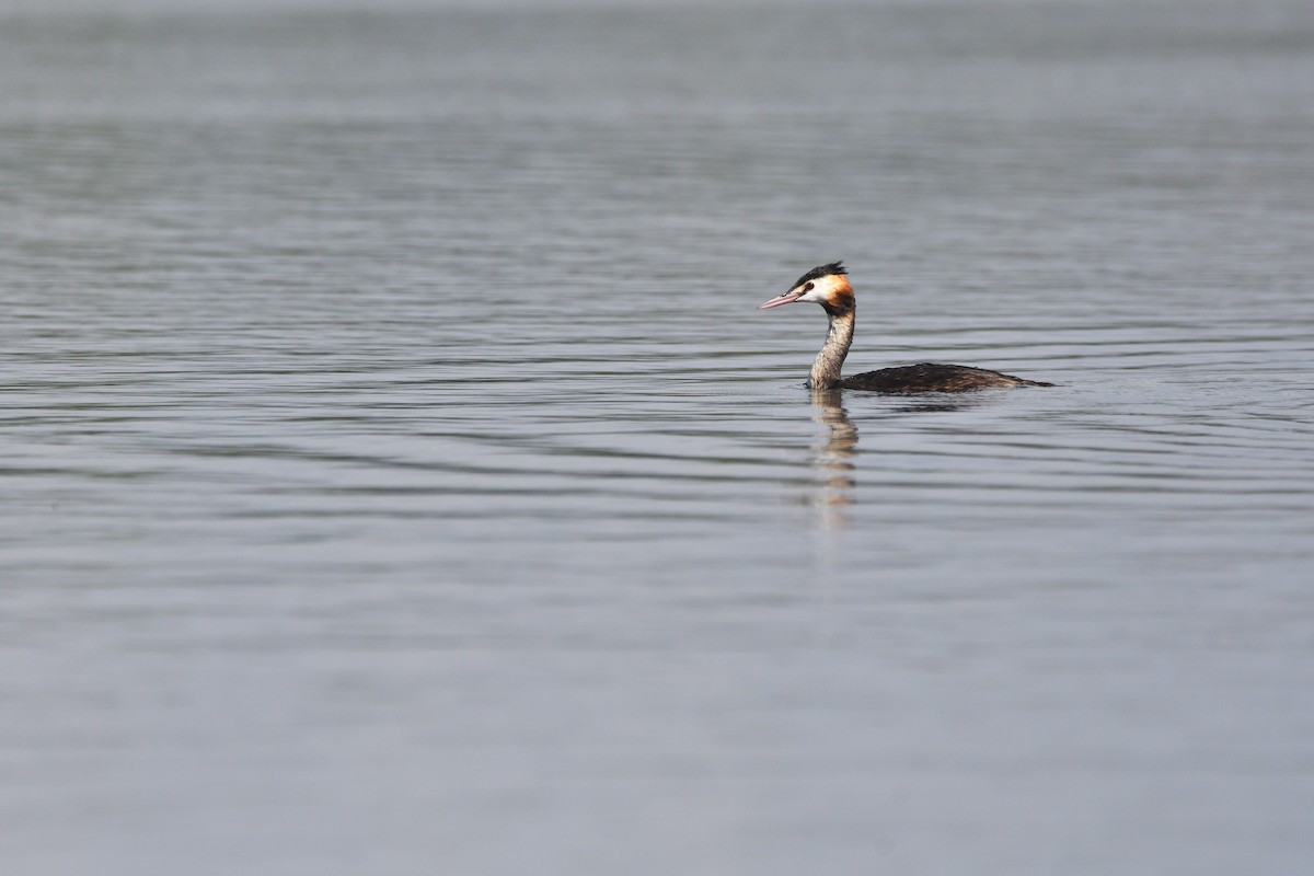 Great Crested Grebe - ML623916809