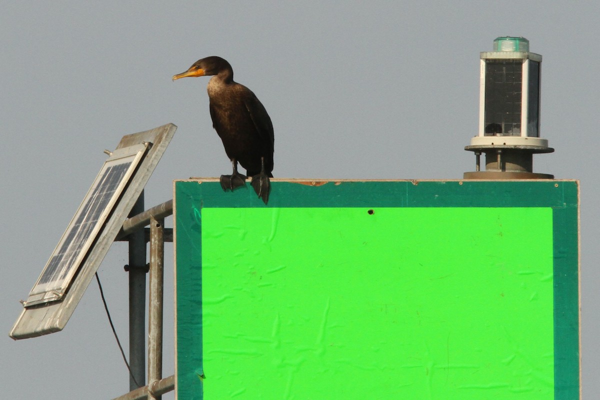 Double-crested Cormorant - ML623916810