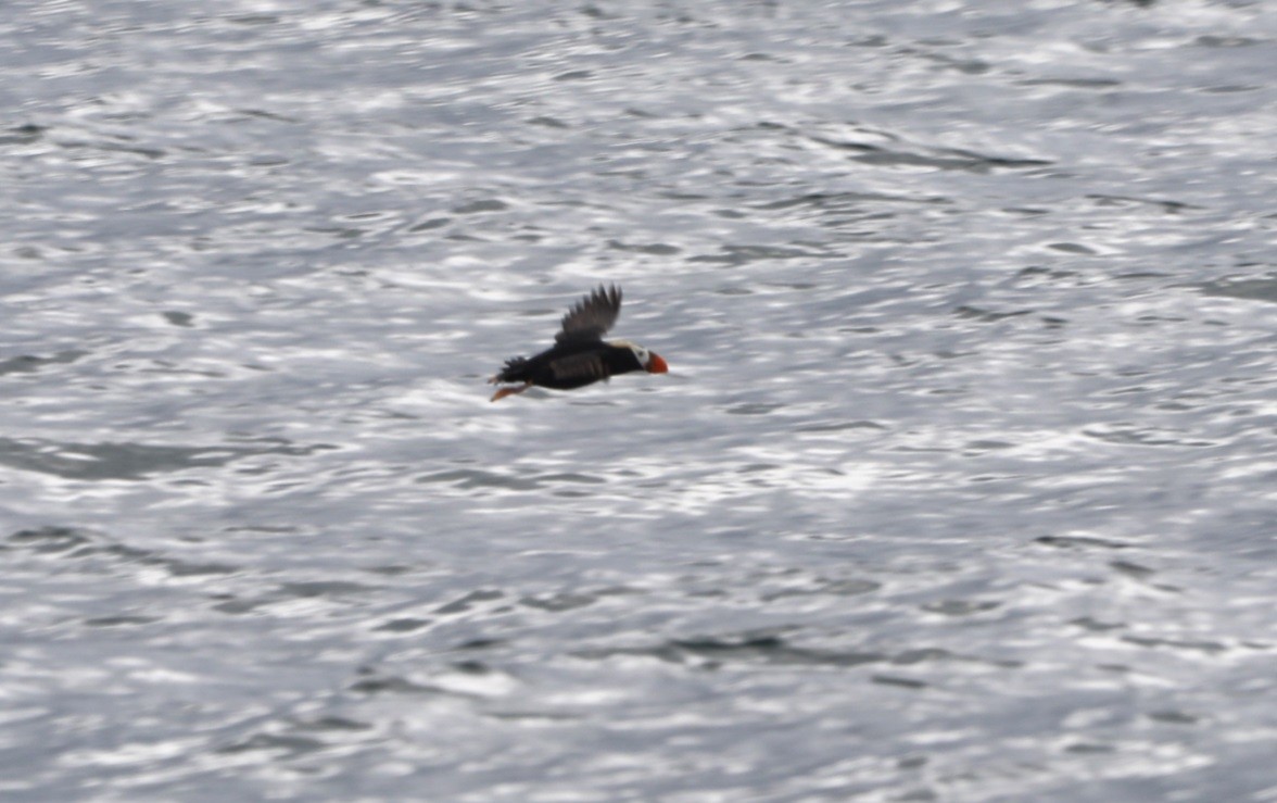 Horned Puffin - ML623916811