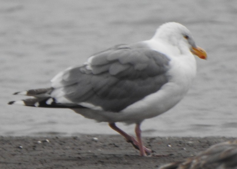 Western Gull - ML623916815