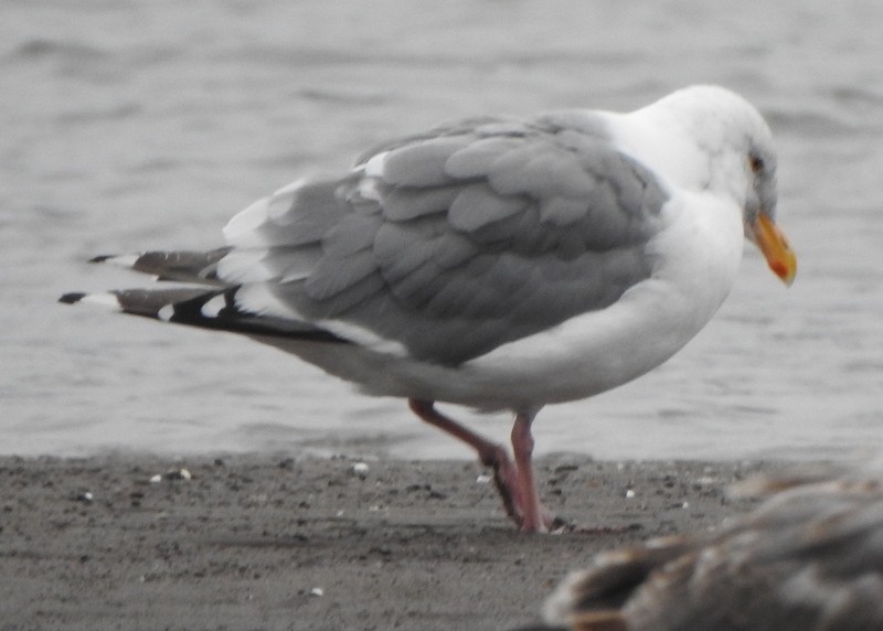 Western Gull - ML623916816