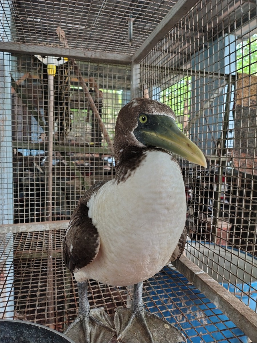 Masked Booby - ML623916817