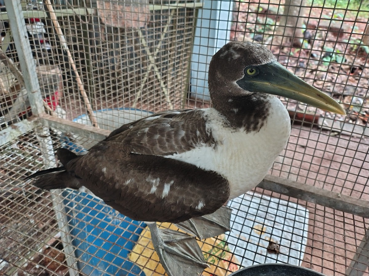 Masked Booby - ML623916818