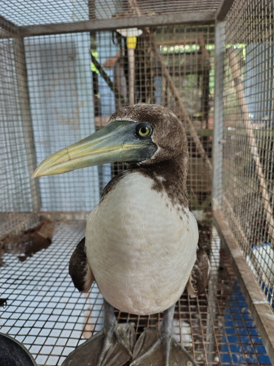 Masked Booby - Sreelal K Mohan