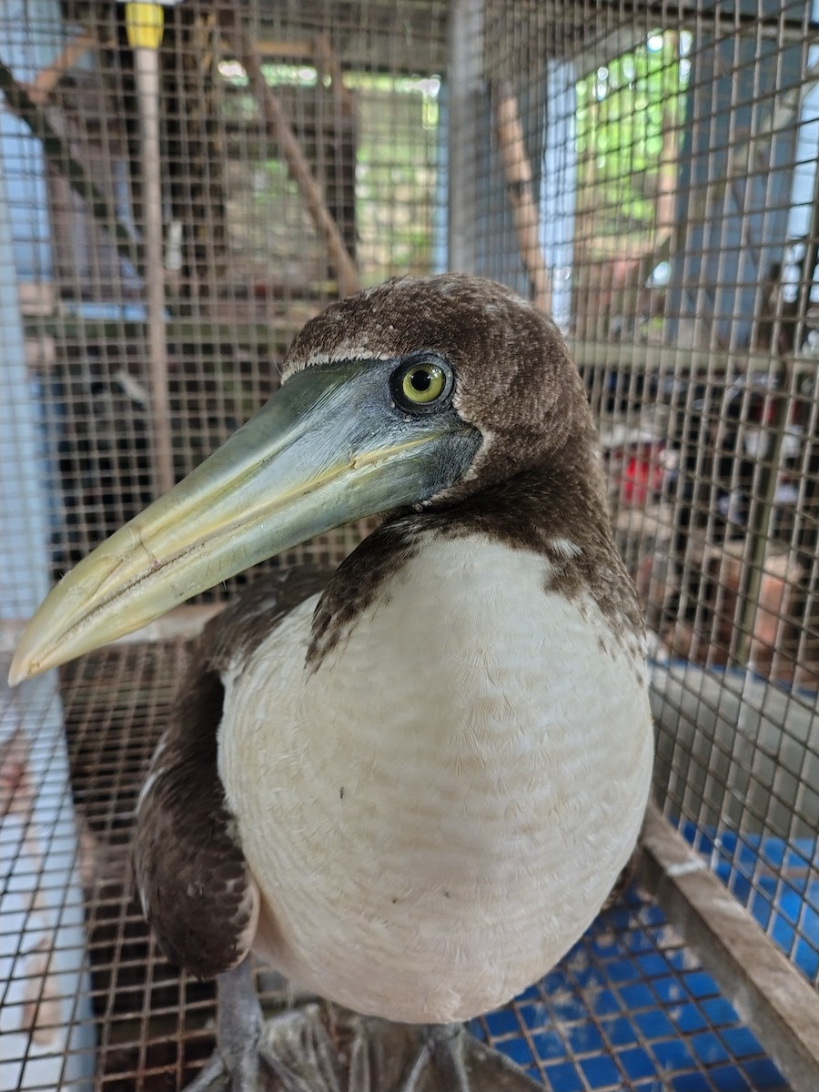 Masked Booby - ML623916820