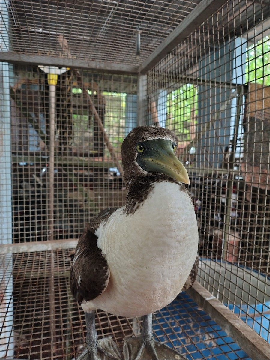 Masked Booby - ML623916821