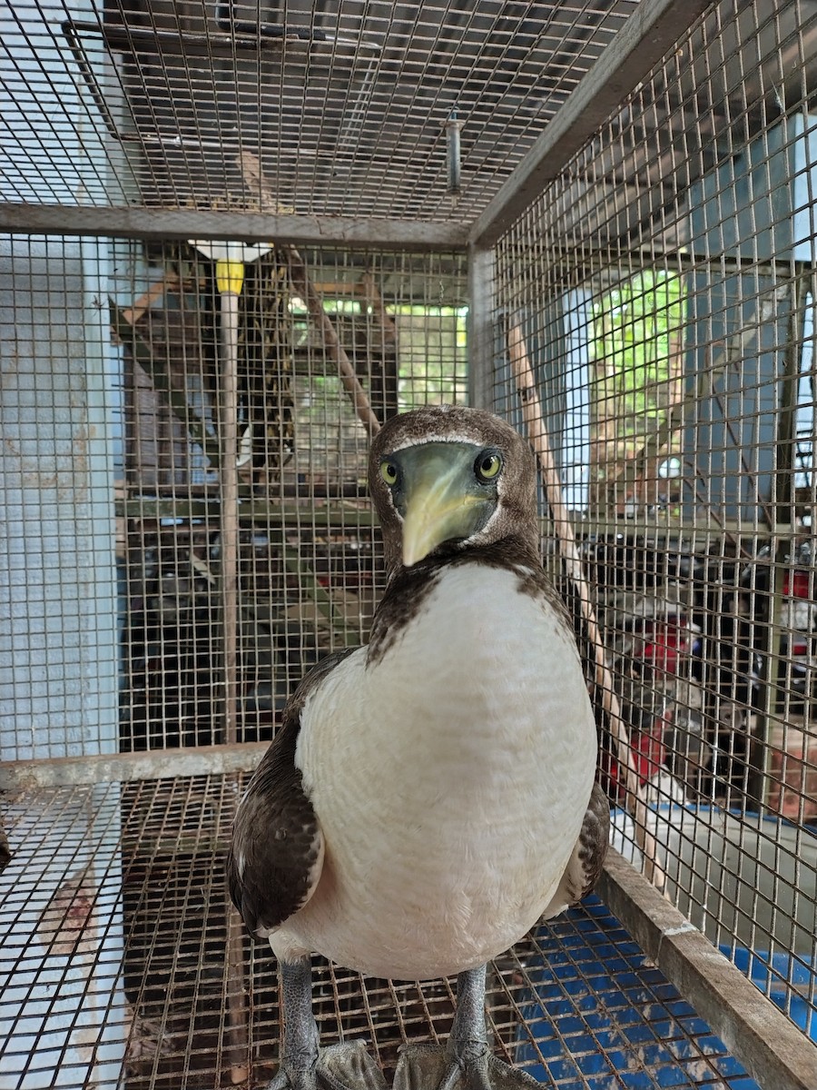 Masked Booby - ML623916822