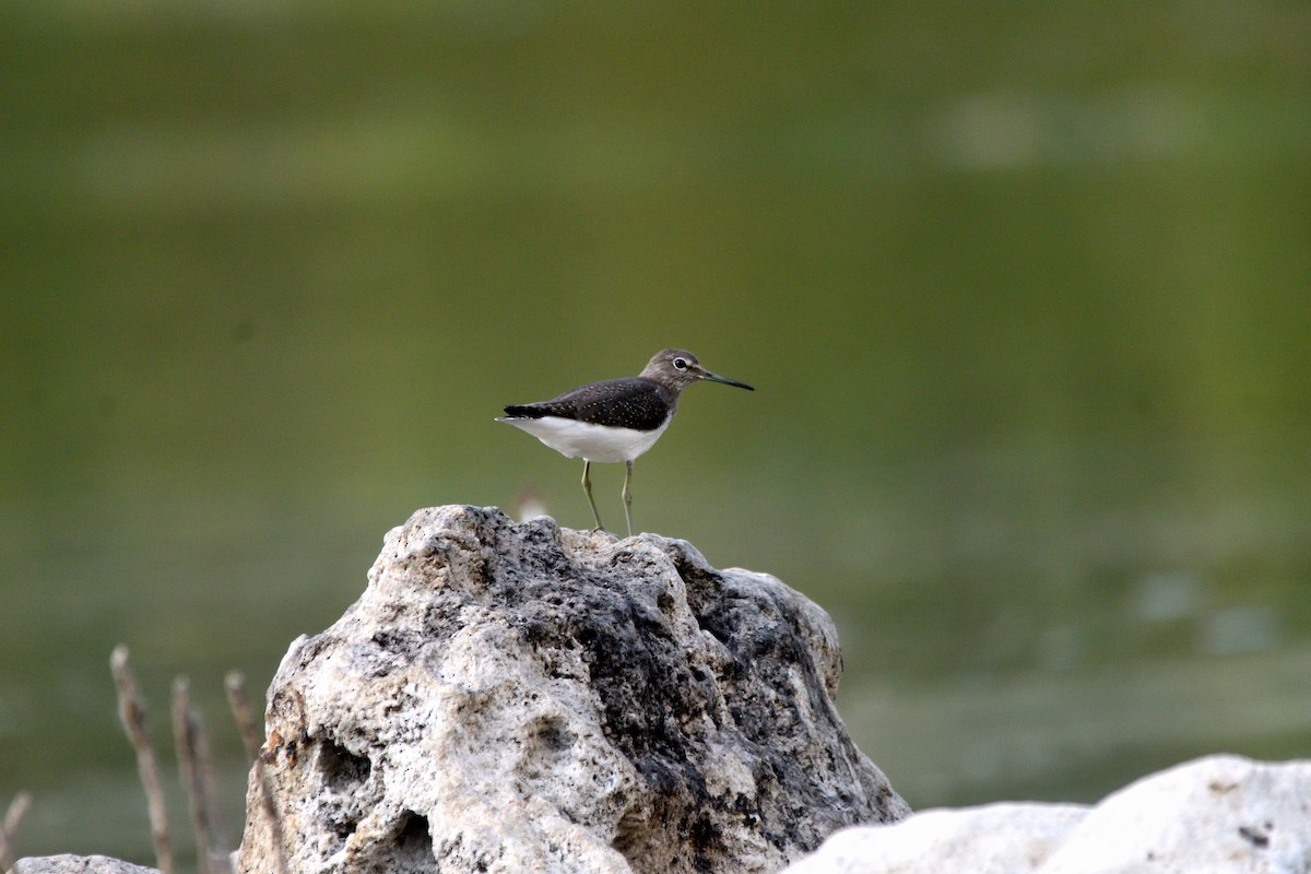 Green Sandpiper - ML623916823