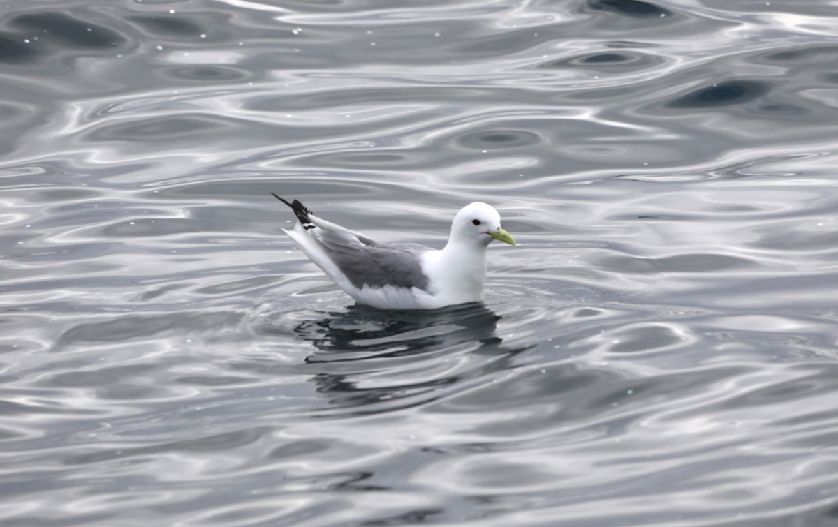 Black-legged Kittiwake - "Chia" Cory Chiappone ⚡️