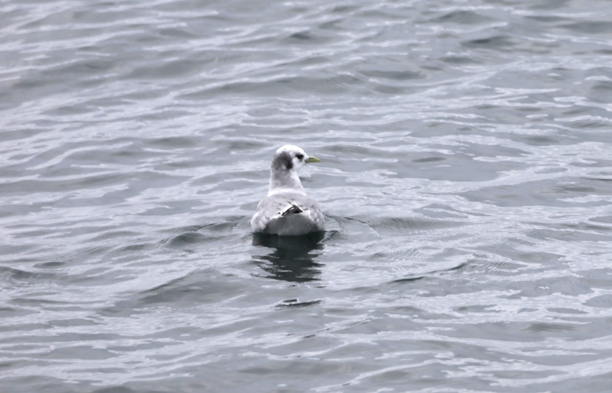 Black-legged Kittiwake - "Chia" Cory Chiappone ⚡️