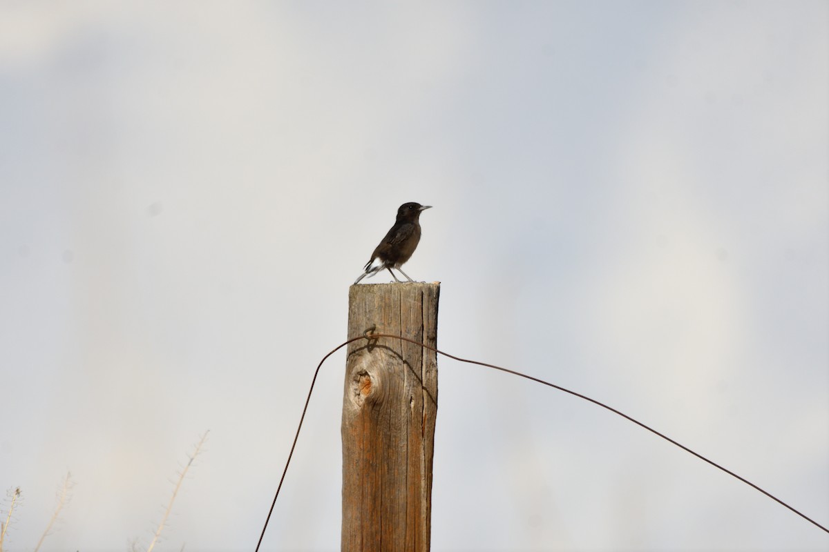 Black Wheatear - ML623916844