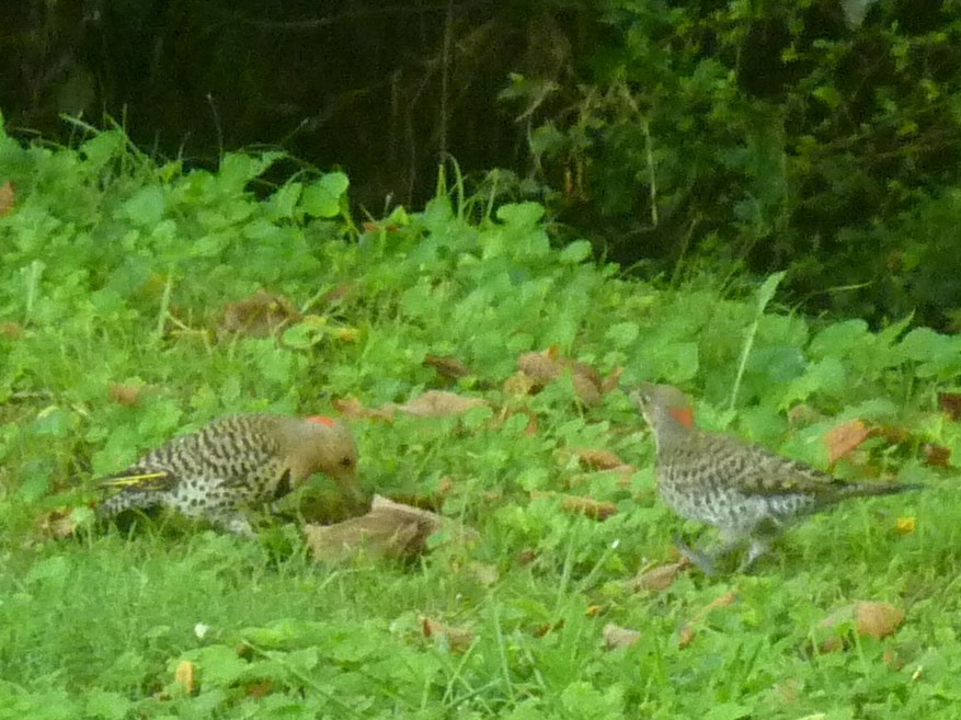 Northern Flicker (Yellow-shafted) - Anonymous