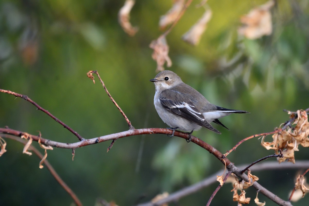 European Pied Flycatcher - ML623916855