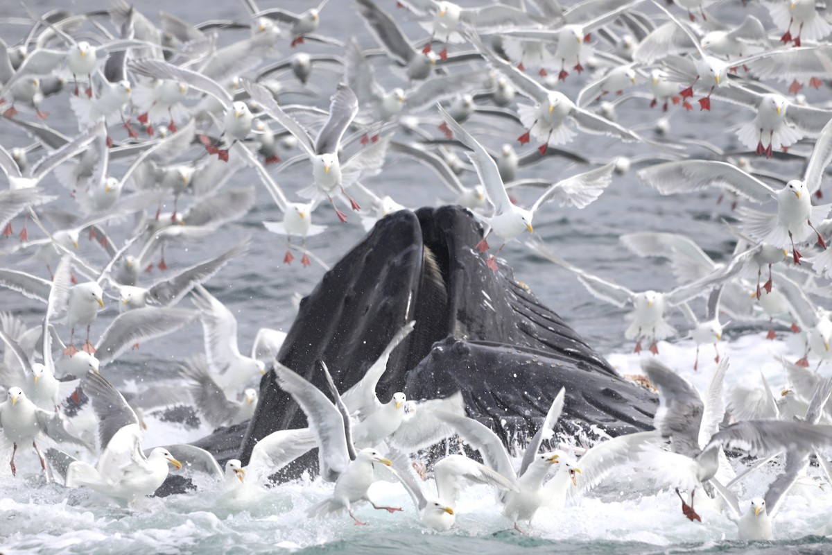 Glaucous-winged Gull - ML623916857