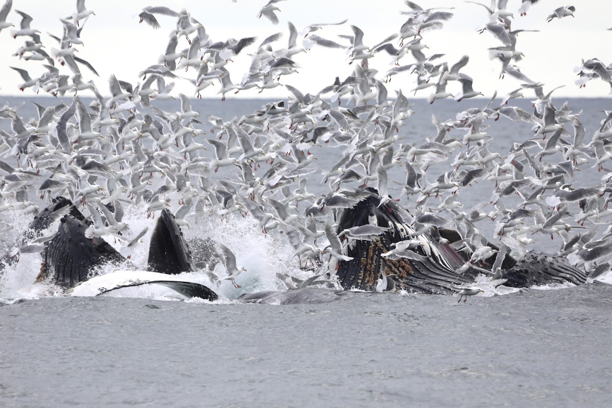 Glaucous-winged Gull - ML623916863