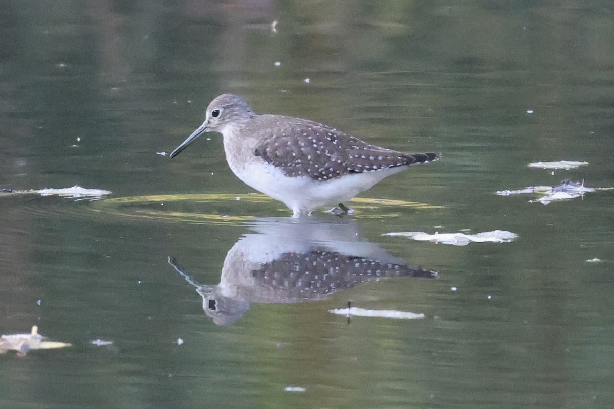 Solitary Sandpiper - ML623916868