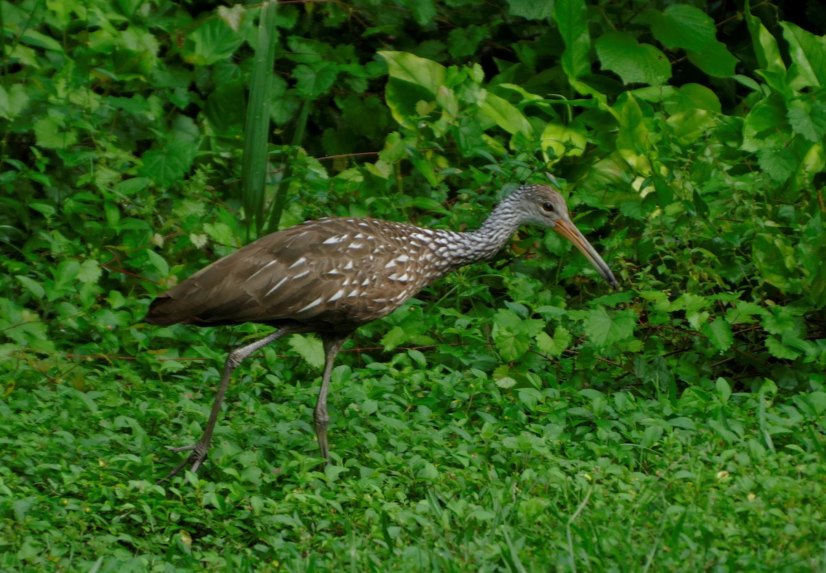 Limpkin - ML623916880