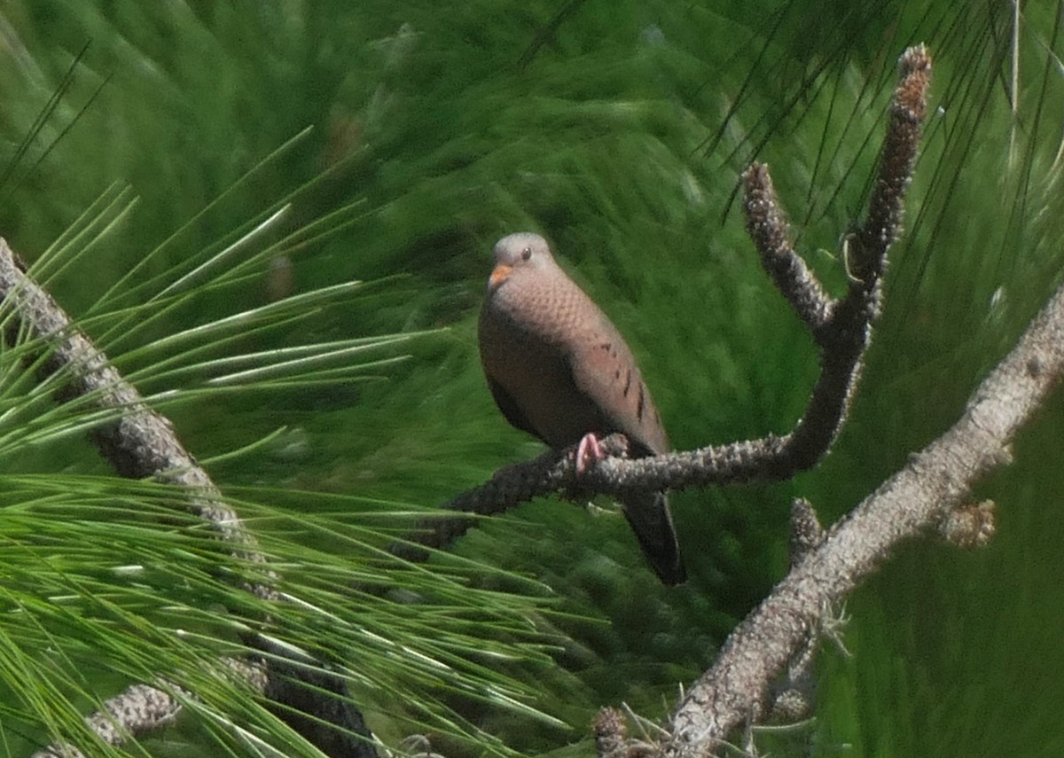 Common Ground Dove - ML623916881