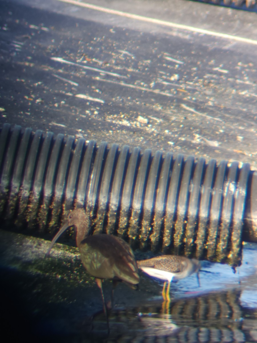 Lesser Yellowlegs - ML623916888