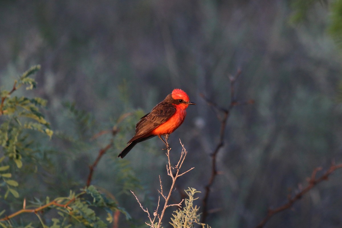 Vermilion Flycatcher - ML623916894