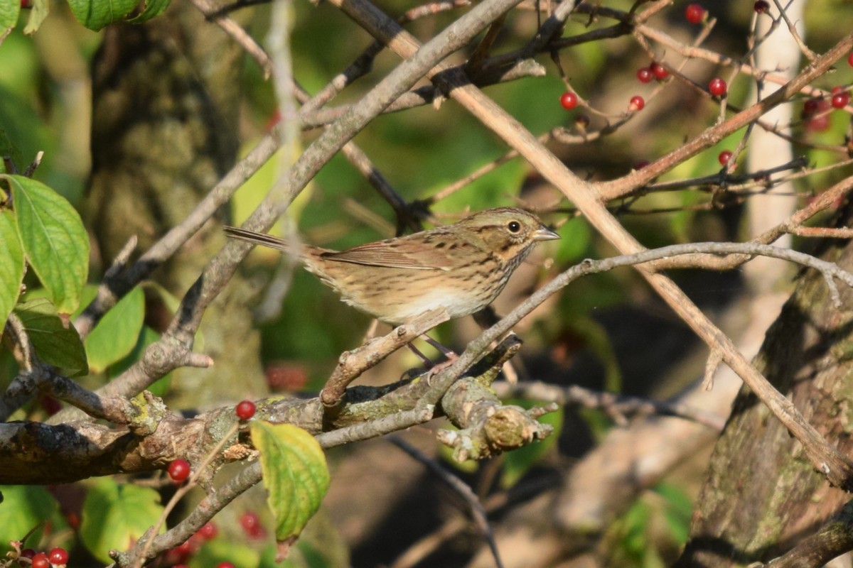 Lincoln's Sparrow - ML623916898