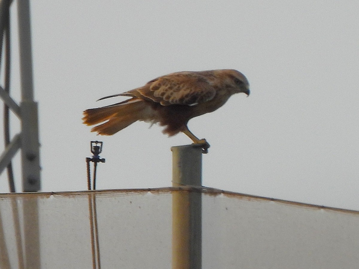 káně bělochvostá (ssp. cirtensis) - ML623916903