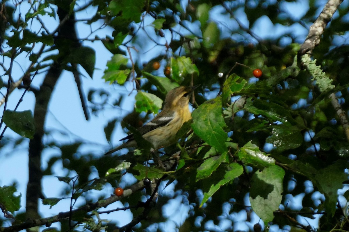 Blackburnian Warbler - ML623916923