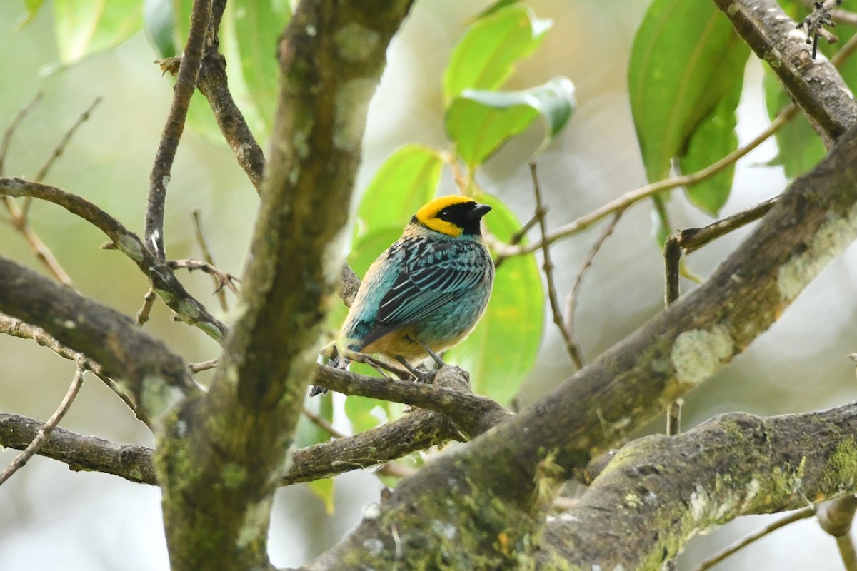 Saffron-crowned Tanager - ML623916931