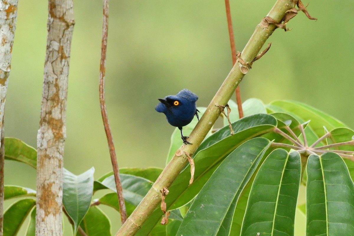 Deep-blue Flowerpiercer - ML623916937