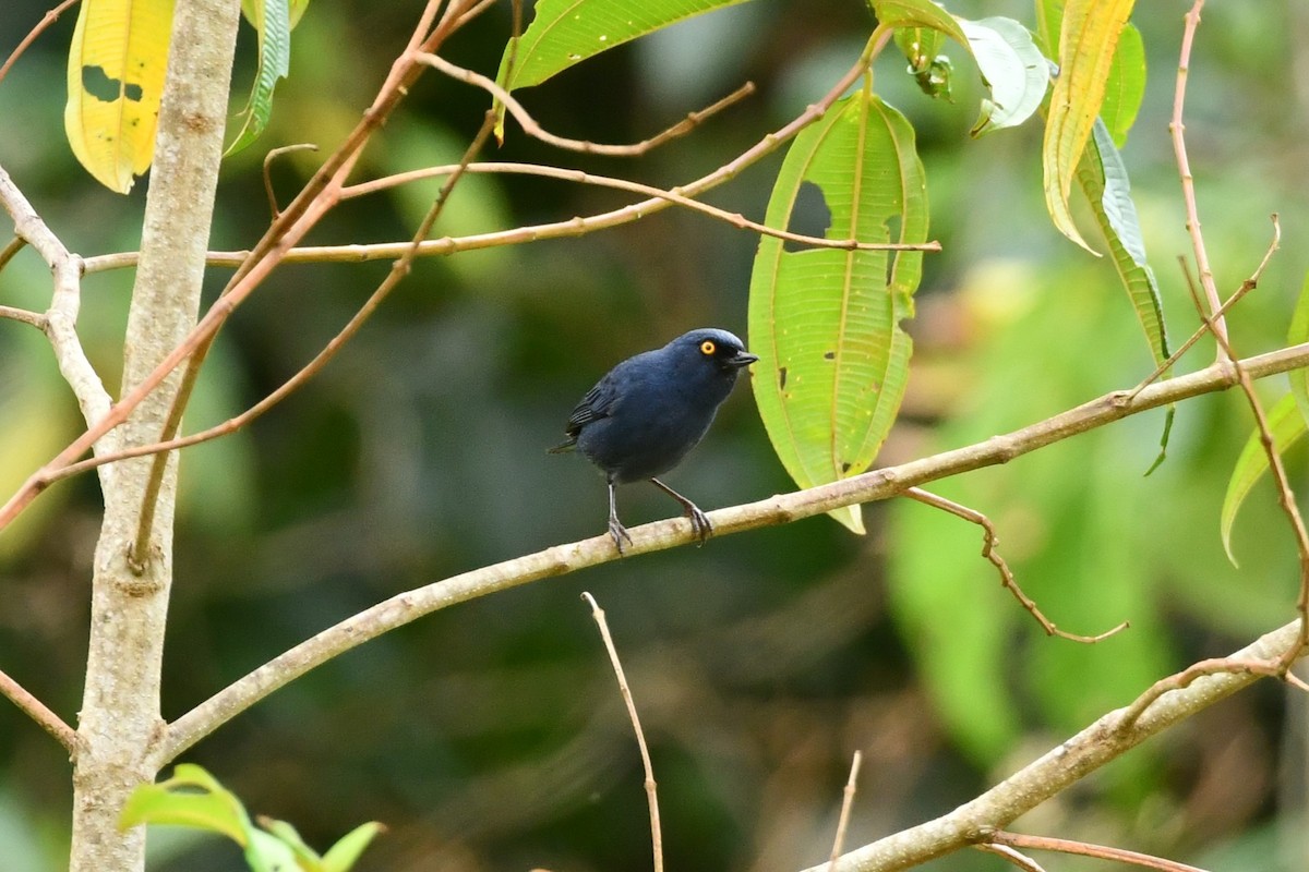 Deep-blue Flowerpiercer - ML623916938