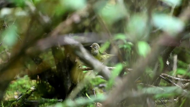 Connecticut Warbler - ML623916994