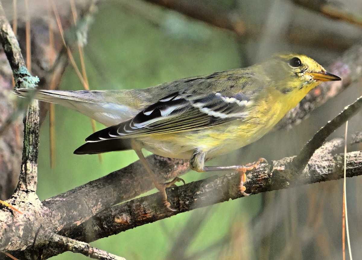 Blackpoll Warbler - ML623917001