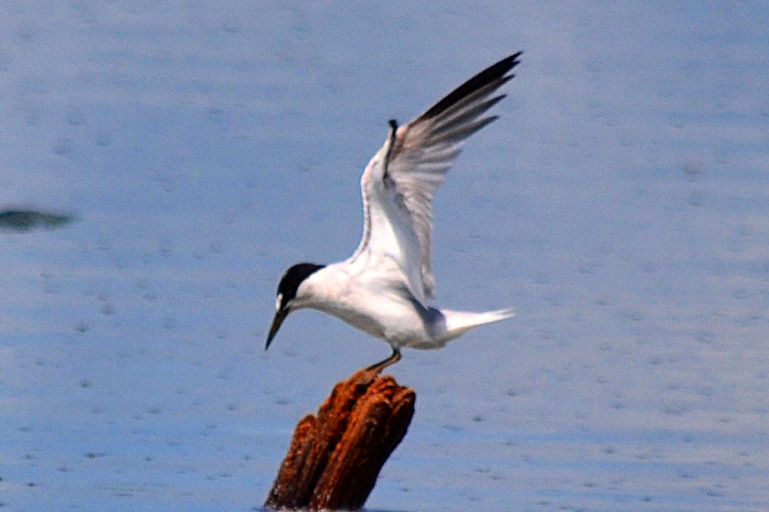 Least Tern - ML623917009