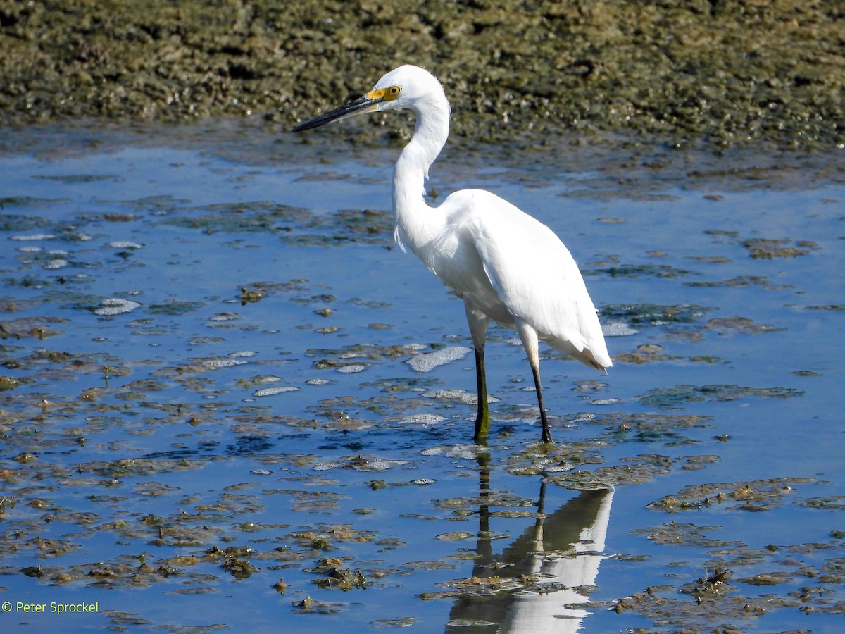 Snowy Egret - Peter Sprockel