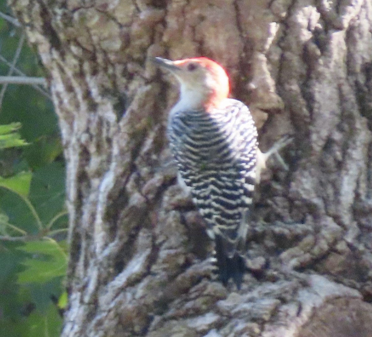 Red-bellied Woodpecker - ML623917059