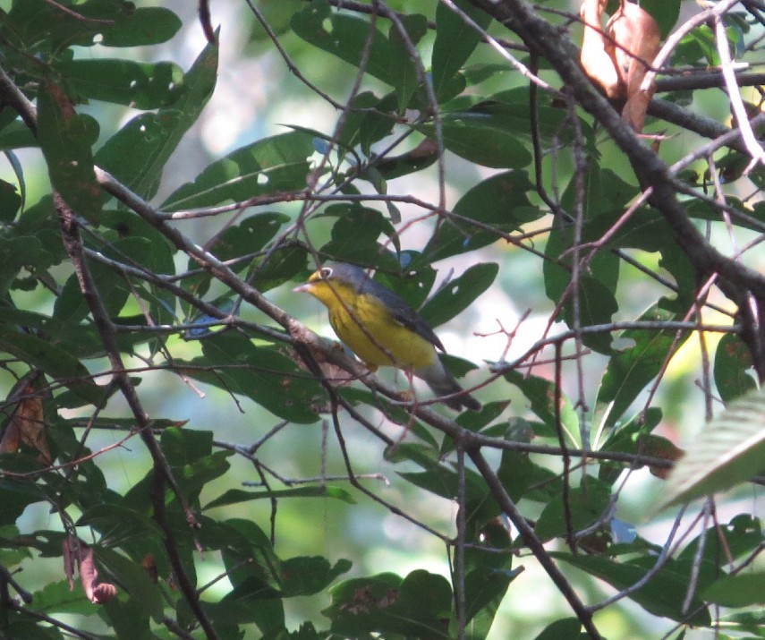 Canada Warbler - ML623917100