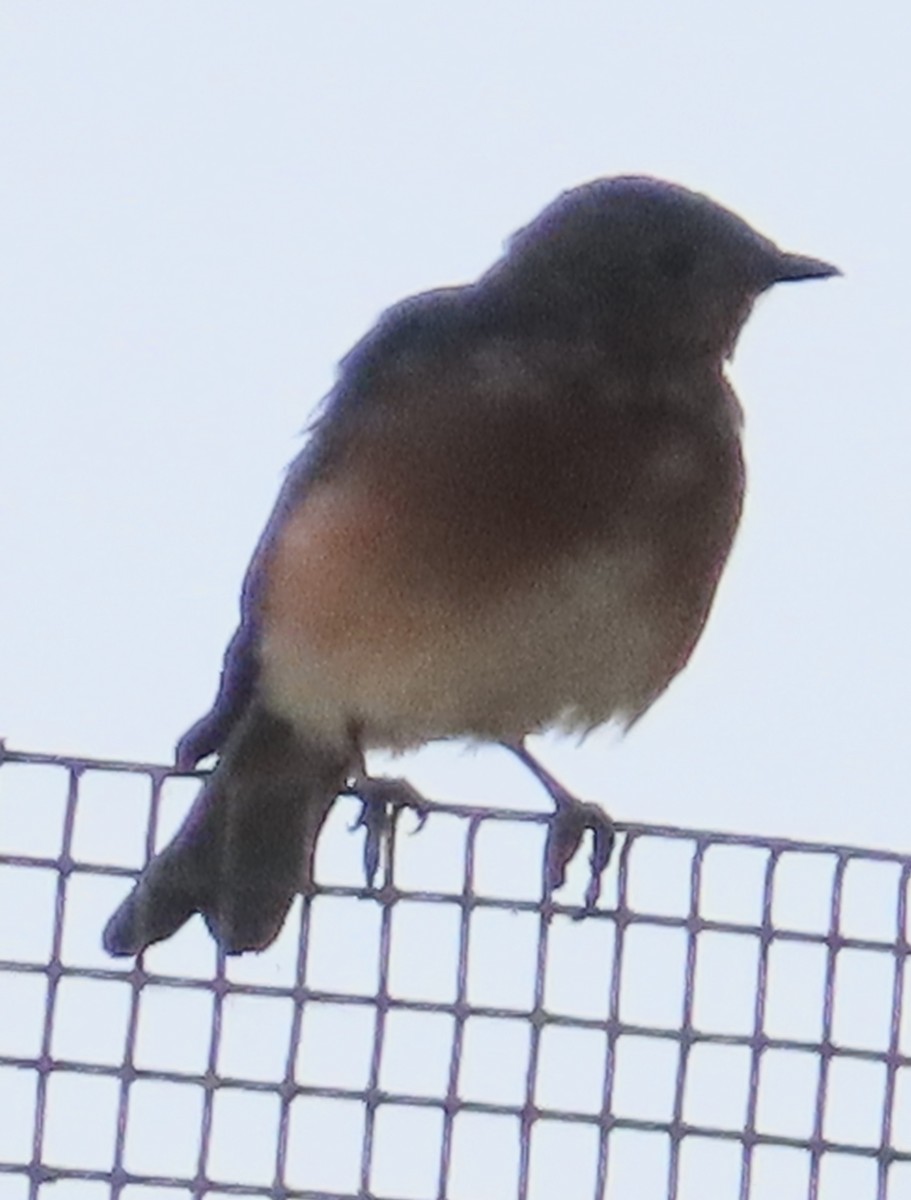 Eastern Bluebird - ML623917108