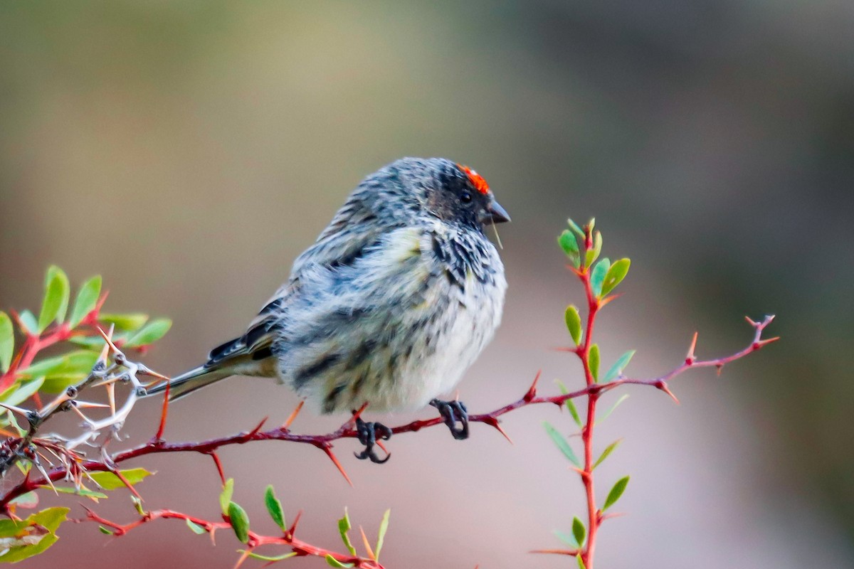 Fire-fronted Serin - Ömer Kilit