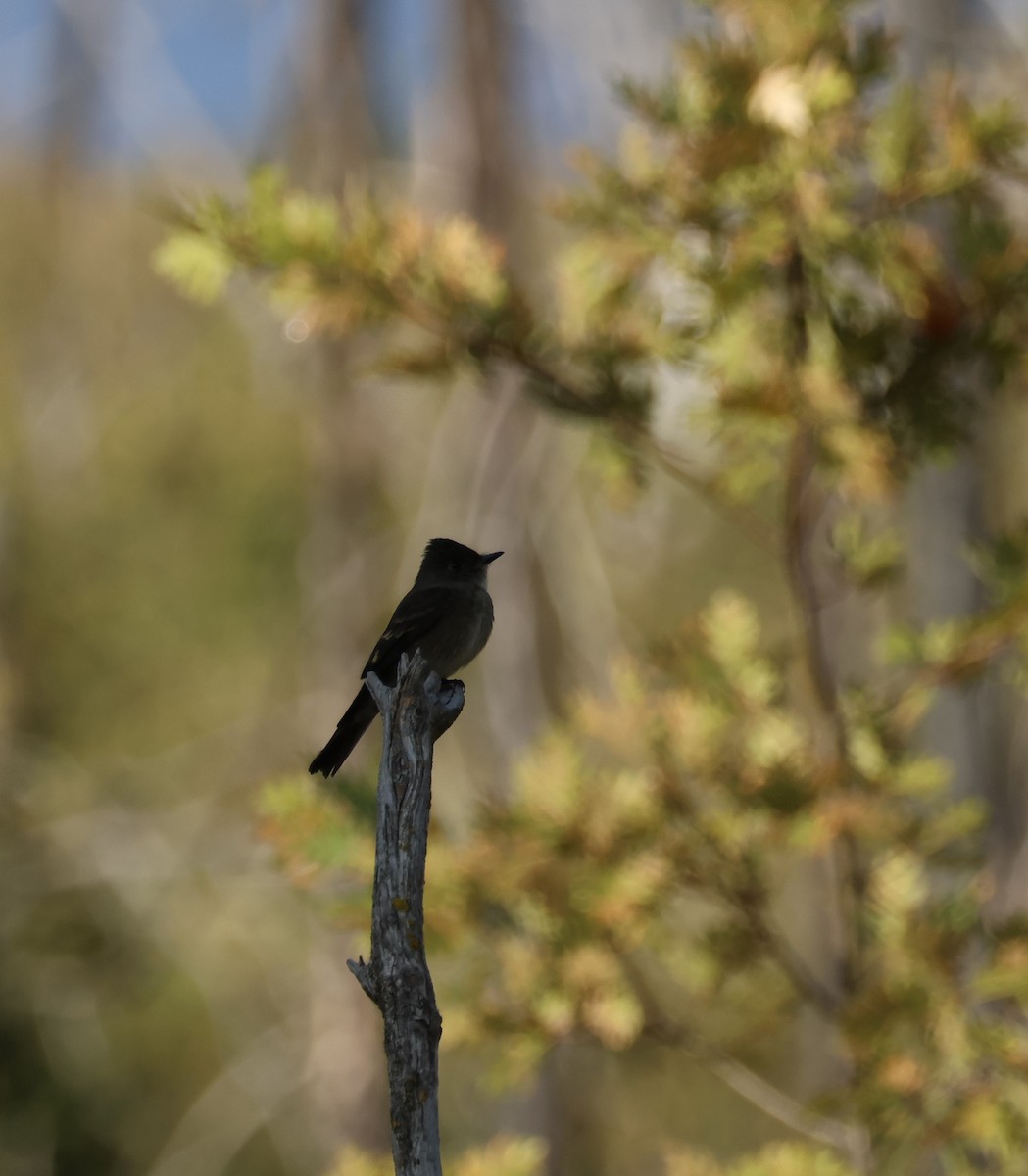 Western Wood-Pewee - Nina Jones